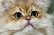 猫咪归属感培养需要多长时间？（探索宠物猫在新家中认主的时间要求）