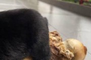 狗狗保食物的表现与原因（探秘狗狗护食行为的原因和解决方法）