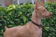 小鹿犬的优点与养宠好处（了解小鹿犬的优点，享受养宠的乐趣）