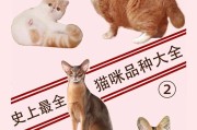 六种最值得养的猫咪品种（探索适合你家庭的理想猫咪伴侣）