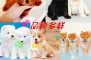如何选择纯种健康的博美犬（了解关键因素，为您的宠物选择最佳伙伴）