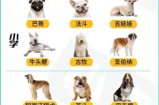 狗狗智商排行榜（深入探索狗狗智商，发现智商最高的品种）
