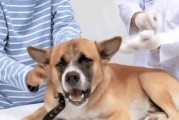 狗为什么喜欢咬布？（揭秘狗咬布的原因及解决方法）