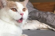 猫咪血磷高的药物治疗及注意事项（细说血磷高猫咪的治疗方案和食物管理）