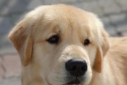 金毛犬的多样颜色（探索金毛犬多彩的外貌）