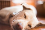 狗狗为何经常呕吐？（探究狗狗呕吐的原因及预防方法）