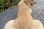 金毛犬性格缺陷揭秘（探究金毛犬的性格问题及解决方法）