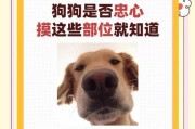 如何让法斗越来越爱主人？（每天摸一摸法斗这5个地方，它会只爱你一个）