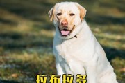 拉布拉多犬名字的起源及含义解析（揭开拉布拉多犬名字背后的故事与意义）