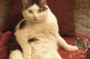 国内最受欢迎的10种猫咪品种大揭秘（探索国内热门猫咪品种，了解宠物界的明星猫咪）
