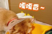 猫饭能够支撑猫咪多久的饮食需求吗？（猫饭的营养价值与存放期限分析）