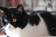 幼猫没猫奶，如何找到替代品？（探索替代奶粉的最佳选择）