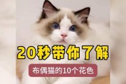 布偶猫花色大全（从经典到罕见，了解布偶猫的多样花色）