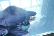 以5厘米猪鼻龟喂什么好？（营养均衡的饮食是猪鼻龟健康成长的关键）