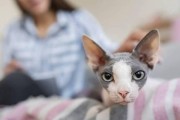 饲养不易的猫咪品种（挑战饲养爱猫的主人，了解哪些猫咪品种更需要特殊照顾）
