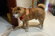 狗骨折后的快速恢复方案（药物治疗与合理饮食，助狗狗重返健康）