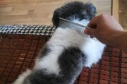 让您的贵宾犬毛发亮丽如新——掌握这5个梳毛知识（如何正确地为贵宾犬梳毛，让它们拥有健康亮丽的毛发？）