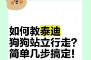 泰迪狗站立训练的时间和方法（探索泰迪狗站起来的关键因素和训练技巧）