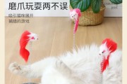 小猫为什么喜欢抓东西？（探究小猫抓东西的原因及解决方法）