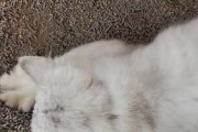 为什么猫会往外刨猫砂？（探究猫刨砂的原因和行为习惯）