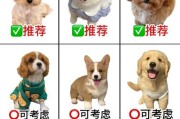 新手养狗指南（新手如何选择适合自己的狗狗，避免狗狗身上散发难闻的气味）