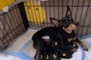 小鹿犬为什么爱叫？（探究小鹿犬叫声的原因及解决方法）