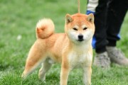 开设犬舍的注意事项（为养犬提供最佳环境的关键因素）