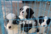 揭秘边牧的身份（从六招看边牧纯种与混血的差异，了解真假边牧）