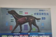孕妇怕狗的原因及如何应对（探究孕妇害怕狗的主要虫源及有效应对方法）