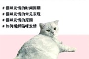 母猫怀孕5周的反应及注意事项（了解母猫怀孕5周的身体变化，为猫咪未来的育儿做好准备）