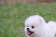 博美犬（探索博美犬的可爱外貌和个性魅力）