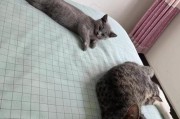 如何为猫提供适宜的食物以保证健康成长（以猫一个一个生小猫，适合喂养什么食物？）
