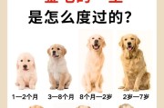 金毛洗澡的频率及注意事项（金毛洗澡的时间间隔和正确护理方法）