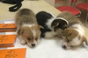 如何确定幼犬断血线的最佳时机？（选择最适合的时刻，确保幼犬的健康成长）