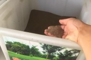 狗身上有草皮，药物喷洒是最佳选择（以狗身上有草皮为题，探讨草皮喷药的关键因素和方法）