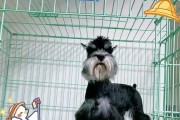 老头犬-雪纳瑞犬的八大优点和缺点（了解雪纳瑞犬的特点，选择最适合你的宠物伙伴）