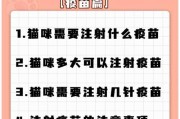 美国养猫必知事项（养猫必备知识，让你成为贴心猫奴）