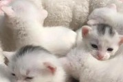 与猫为伴（猫咪为什么能成为人类的忠实伙伴）