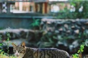 探秘麒麟猫（揭开麒麟猫的面纱，发现其独特魅力）