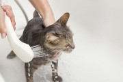 给猫洗澡需要放什么东西？（了解猫洗澡的必需品及注意事项）