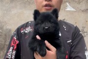 狗耳朵长黑色物质的原因及处理方法（揭秘狗耳朵黑色物质的成因，探索合理的清理方法）