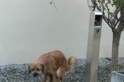 狗为什么在拉屎前要转圈？（揭秘狗狗转圈的原因及科学解释）