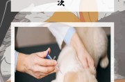 狗狗打疫苗的流程及注意事项（保护狗狗健康，打疫苗是关键）