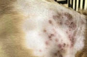 狗狗热死的症状及预防措施（揭开狗狗热死背后的真相，保护我们的毛茸伙伴）