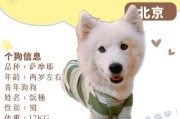 探秘萨摩耶20天的饮食秘密（揭示适合萨摩耶的营养食谱和喂养技巧）