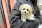 探寻泰迪犬不同毛色的魅力（从白色到巧克力色，泰迪犬毛色多样化引人注目）