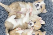 柯基犬的成长过程——从幼犬到成犬的时期（柯基犬的生长与发展、成长阶段及其特点）