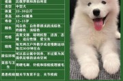 探索萨摩耶狗的特征与魅力（了解这个可爱犬种的外貌、性格和训练技巧）