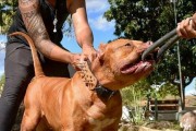 杜高犬（探究杜高犬的优点与魅力，为现象寻找解释）