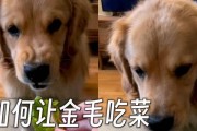 金毛犬的蔬菜饮食指南（宠物金毛犬适合食用的蔬菜种类及注意事项）